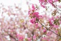 Blooming branches Malus floribunda or Japanese flowering crab apple and sky. Spring background Royalty Free Stock Photo