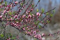 Blooming branches of a peach tree in the Weinviertel region of Lower Austria in spring Royalty Free Stock Photo