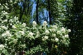 Blooming branches of Philadelphus coronarius against blue sky