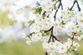 Blooming branches of the plum tree with white flowers in the orchard Royalty Free Stock Photo
