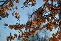 Blooming branches of spring apple tree with bright orange flowers with petals, yellow stamens, green leaves in warm light of sun Royalty Free Stock Photo