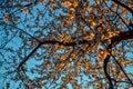 Blooming branches of spring apple tree with bright orange white flowers with petals, yellow stamens, green leaves in warm light Royalty Free Stock Photo