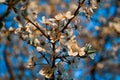 Blooming branches of spring apple tree with bright white flowers with petals, yellow stamens, green leaves on clear blue sky Royalty Free Stock Photo