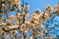 Blooming branches of spring apple tree with bright white flowers with petals, yellow stamens, green leaves in light of sun Royalty Free Stock Photo
