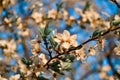 Blooming branches of spring apple tree with bright white flowers with petals, yellow stamens, green leaves in sun light Royalty Free Stock Photo