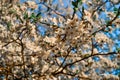 Blooming branches of spring apple tree with bright white flowers with petals, yellow stamens, green leaves in sunlight. Clear Royalty Free Stock Photo