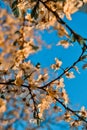 Blooming branches of spring apple tree with bright white orange flowers with petals, stamens, green leaves in warm light of sunset Royalty Free Stock Photo