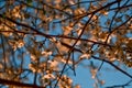 Blooming branches of spring apple tree with flowers with petals, stamens, leaves in warm orange sunset light. Clear blue sky Royalty Free Stock Photo