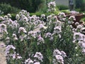 Herba Serpylli. Blooming branches of thyme in the spring. Organic seasonings