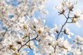 Blooming branches of White Magnolia against blue sky Royalty Free Stock Photo