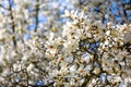 Blooming branches of White Magnolia flowers against blue sky in spring Prague in Czech republic Royalty Free Stock Photo