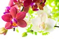 Blooming branches white and red phalaenopsis orchid Royalty Free Stock Photo