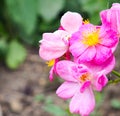 Blooming branches of wild rose on a blurred background. Beautiful pink wild rose flower with blurred green leaves and sun light on Royalty Free Stock Photo