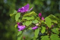 Blooming branches of wild rose on a blurred background. Beautiful pink wild rose flower with blurred green leaves and sun light on Royalty Free Stock Photo