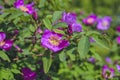 Blooming branches of wild rose on a blurred background. Beautiful pink wild rose flower with blurred green leaves and sun light on Royalty Free Stock Photo