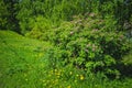 Blooming branches of wild rose on a blurred background. Beautiful pink wild rose flower with blurred green leaves and sun light on Royalty Free Stock Photo