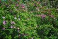 Blooming branches of wild rose on a blurred background. Beautiful pink wild rose flower with blurred green leaves and sun light on Royalty Free Stock Photo