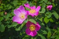 Blooming branches of wild rose on a blurred background. Beautiful pink wild rose flower with blurred green leaves and sun light on Royalty Free Stock Photo