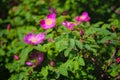 Blooming branches of wild rose on a blurred background. Beautiful pink wild rose flower with blurred green leaves and sun light on Royalty Free Stock Photo