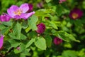 Blooming branches of wild rose on a blurred background. Beautiful pink wild rose flower with blurred green leaves and sun light on Royalty Free Stock Photo
