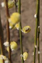 Blooming branches of willow tree with bee on their bloom