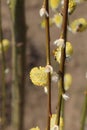 Blooming branches of willow tree with bee on their bloom