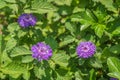 A blooming Brazil button flower or Larkdaisy on blurred natural green background Royalty Free Stock Photo