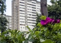 Blooming briar against the background of blurred city buildings Royalty Free Stock Photo