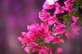 Blooming bright bougainvillea.