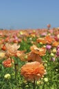 Blooming bright colored flowers in a field