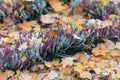 Blooming bright erica among the fallen autumn foliage. Evergreen plant of the genus heathers. Natural picturesque autumn