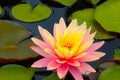 A blooming bright lily on a pond on a sunny summer day. Royalty Free Stock Photo