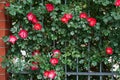 Blooming bright mass pink red wild roses , dog rose, rosa canina, rosehip, flowers and green leaves climbing over iron fence and Royalty Free Stock Photo