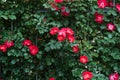 Blooming bright mass pink red wild roses, dog rose, rosa canina, rosehip, flowers and green leaves climbing over iron fence in Royalty Free Stock Photo