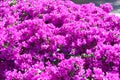 Blooming bright pink buganvilla