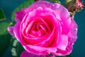 Blooming bright pink English shrub rose