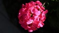 Blooming Bright Pink Flower with a Black Background