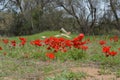 Blooming bright red buttercups in southern Israel