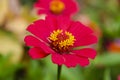 Blooming bright red daisy yellow center