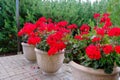 Blooming bright red geranium geranium flowers in a decorative flower pot outdoors close-up. Decorative garden element Royalty Free Stock Photo