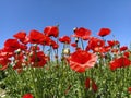 Blooming bright red poppies on the field. Wild beautiful flowers. Blue sky in the background. Tender flower petals Royalty Free Stock Photo