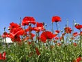 Blooming bright red poppies on the field. Wild beautiful flowers. Blue sky in the background. Tender flower petals Royalty Free Stock Photo