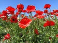 Blooming bright red poppies on the field. Wild beautiful flowers. Blue sky in the background. Tender flower petals Royalty Free Stock Photo