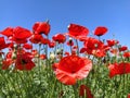 Blooming bright red poppies on the field. Wild beautiful flowers. Blue sky in the background. Tender flower petals Royalty Free Stock Photo