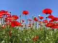 Blooming bright red poppies on the field. Wild beautiful flowers. Blue sky in the background. Tender flower petals Royalty Free Stock Photo