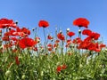 Blooming bright red poppies on the field. Wild beautiful flowers. Blue sky in the background. Tender flower petals Royalty Free Stock Photo