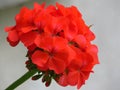 Red pelargonium blooms and buds. Garden pelargonium or Pelargonium zonale. Royalty Free Stock Photo