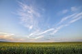 Blooming bright yellow ripe sunflowers field. Agriculture, oil production, beauty of nature concept