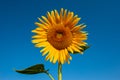 Blooming bright yellow sunflower on a blue sky. Summer season, august Royalty Free Stock Photo