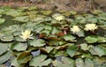 Blooming bright yellow water lilly in the pond Royalty Free Stock Photo